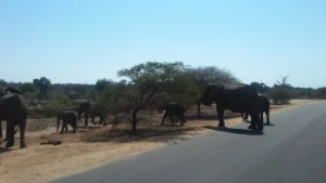 2016-Zuid Afrika (1)