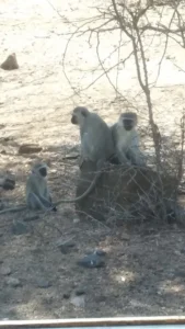 2016-Zuid Afrika (2)