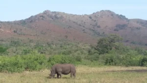 2016-Zuid Afrika (5)