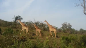 2016-Zuid Afrika (6)