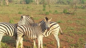 2016-Zuid Afrika (7)