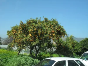 2011-Turkije (2)
