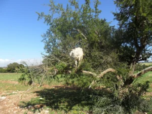 2013-Marokko (20)