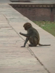 2013-Noord India (4)