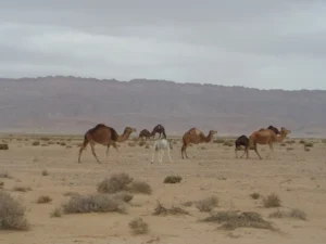 2014-Tunesië (11)