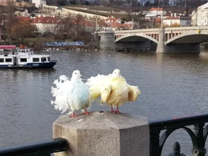 2018-Praag (11)
