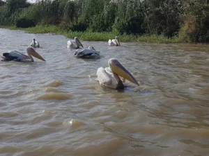 2018-Senegal (19)