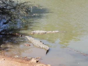 2018-Senegal (20)