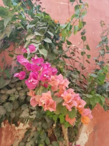 2018-Senegal (6)